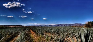 Paisajes de Agave